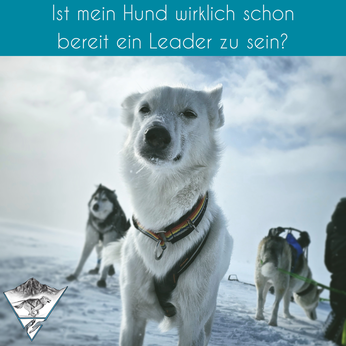 Mentale Stärke im&nbsp;Zughundesport